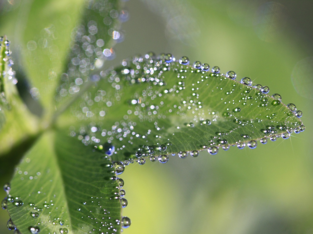 Капли росы на зеленых листьях