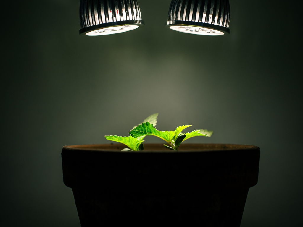 Ростки под искусственным освещением