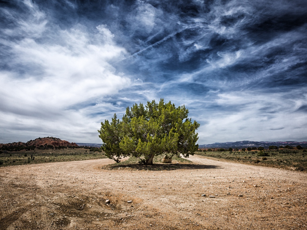 Зеленое дерево посреди дороги