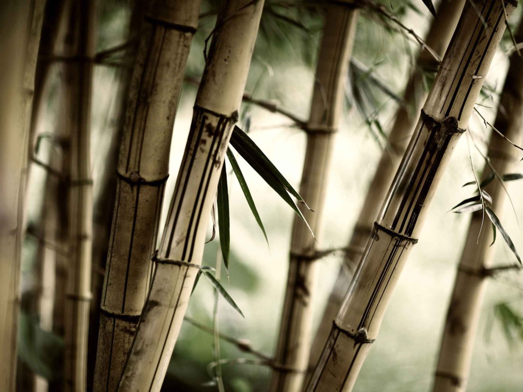 Серые стебли бамбука