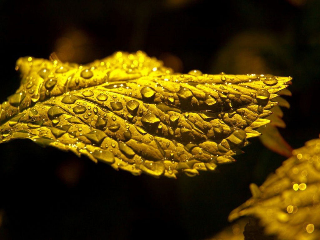 Макро фото капель влаги на зеленом листе
