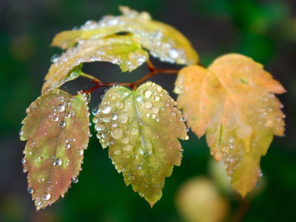 Влага на листьях ветки березы
