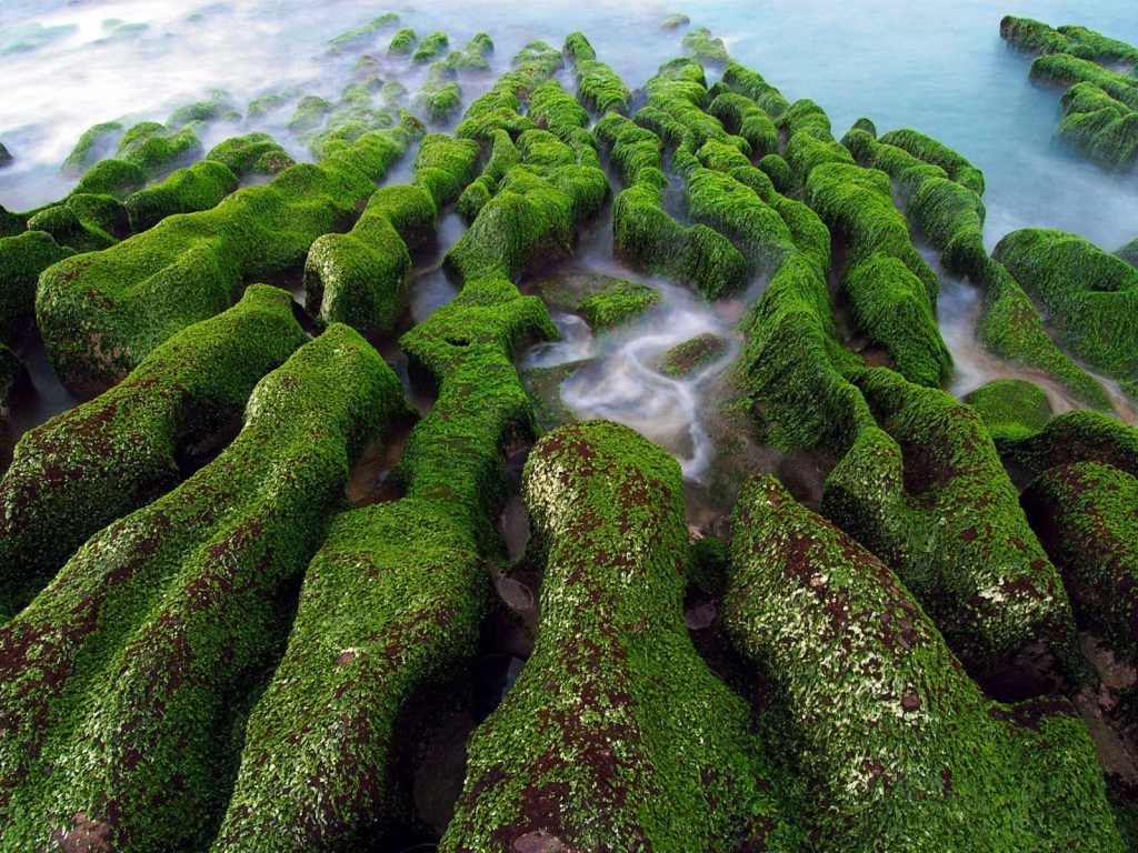 Покрытые мхом камни на берегу на Тайване