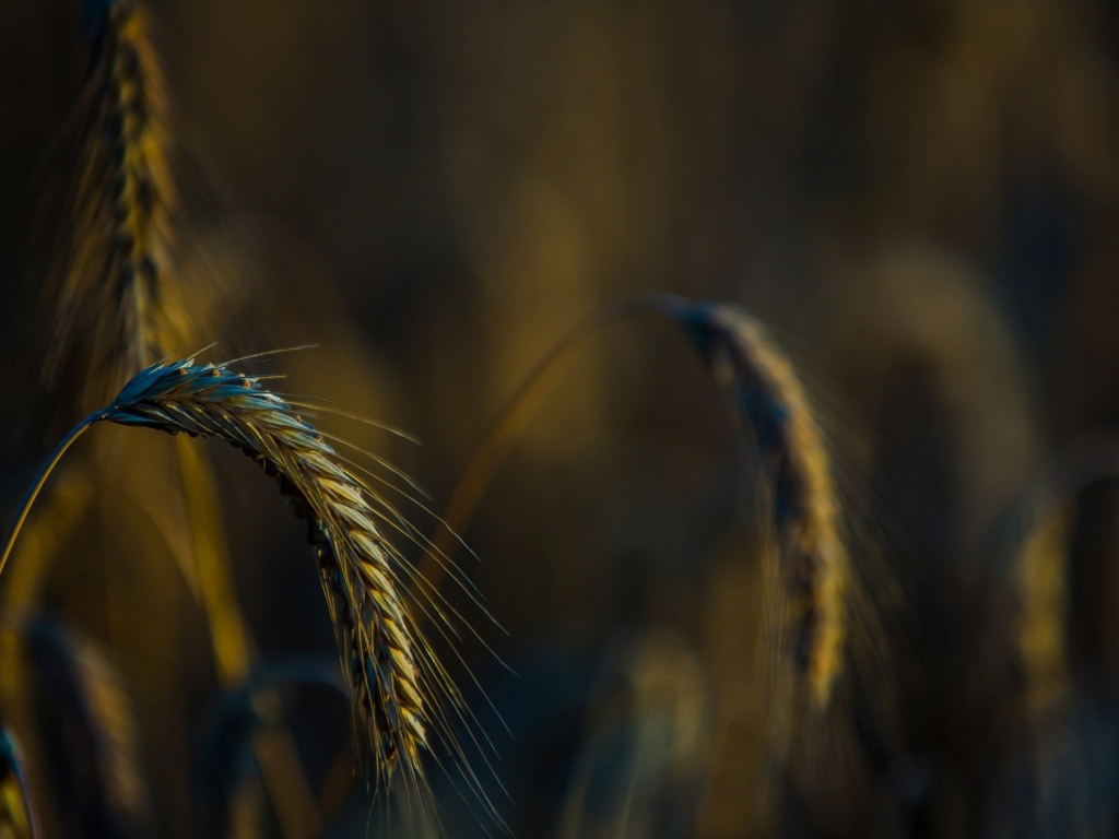 Налившийся колосок склонился вниз