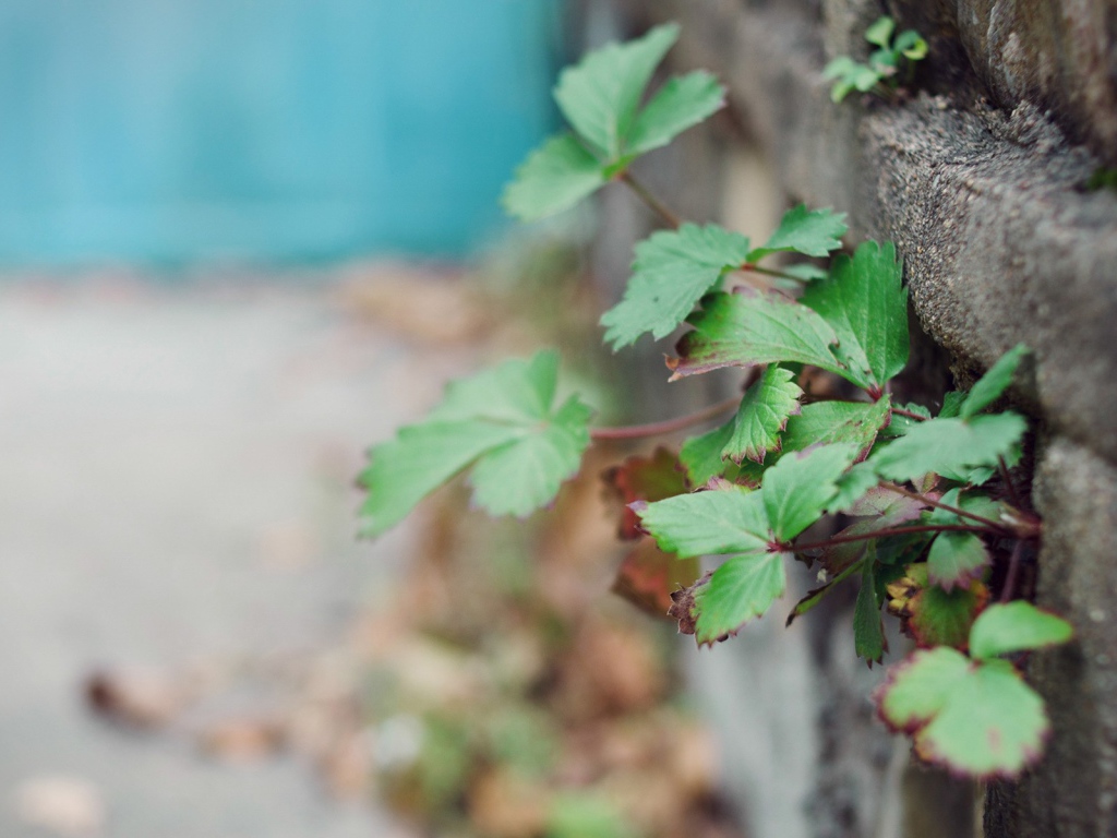 Растения пробиваются сквозь забор