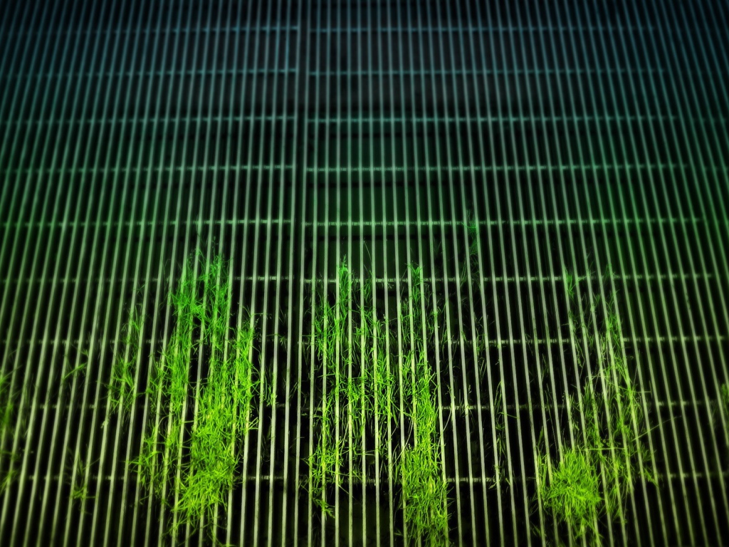 Растения пробиваются сквозь решетку