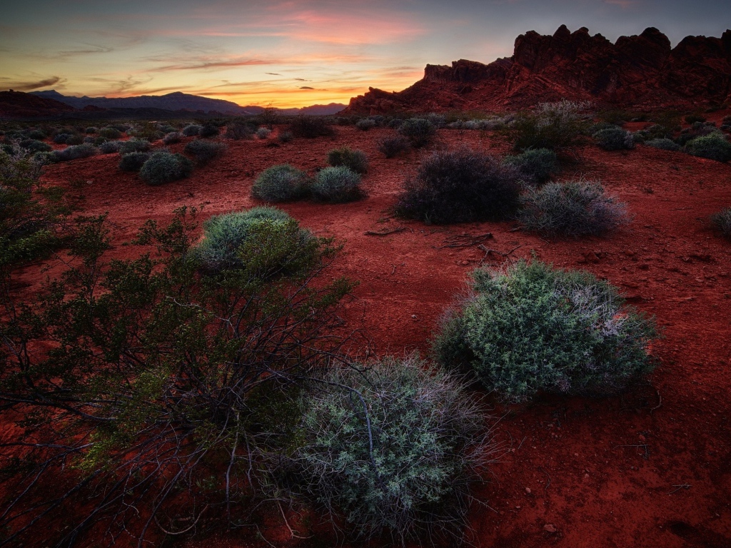 Растения сорняки на красной почве