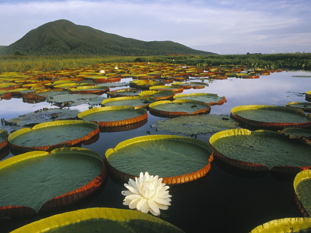Растения плавают в воде озера