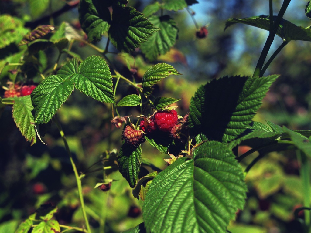 Малина созревает на кустах