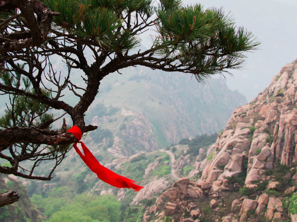 Красная лента на хвойном дереве