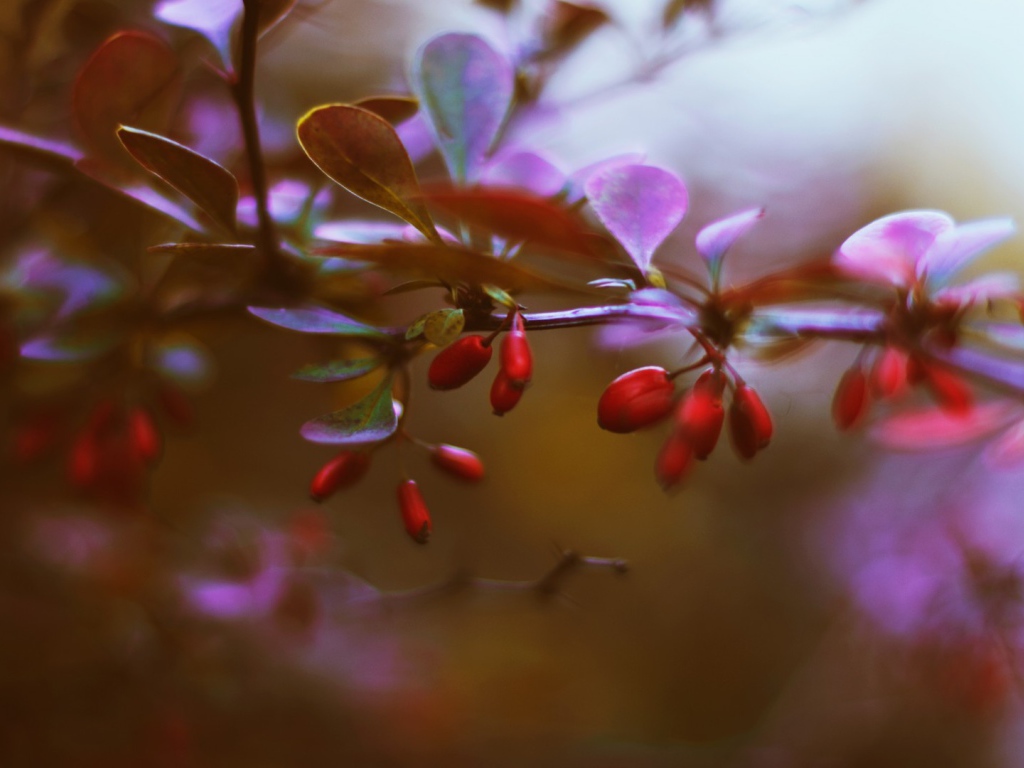 Маленькие красные ягоды на ветке