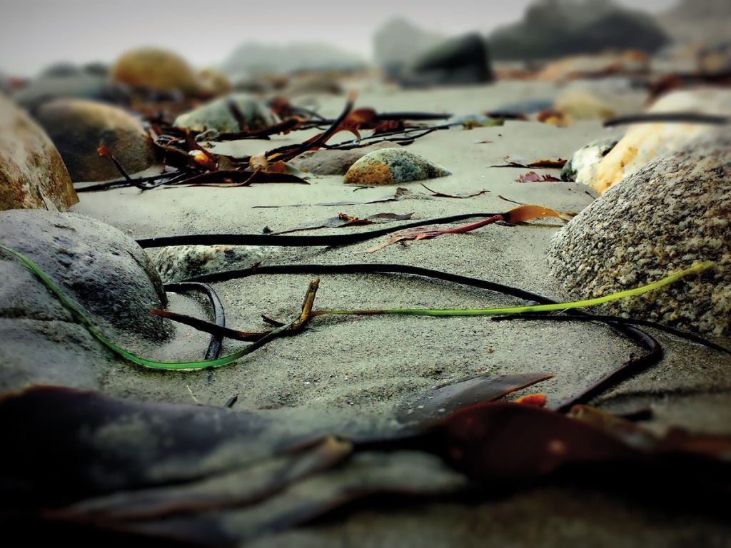 Скудная растительность на камнях скал