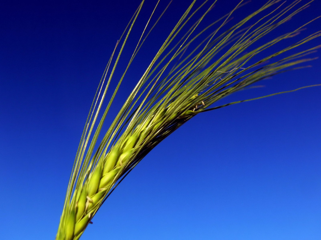 Колос на синем фоне