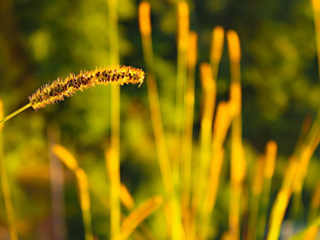 Колосок дикой травы с семенами