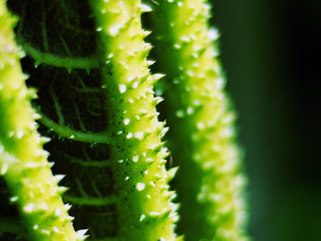 Колючки на зеленых стеблях растения