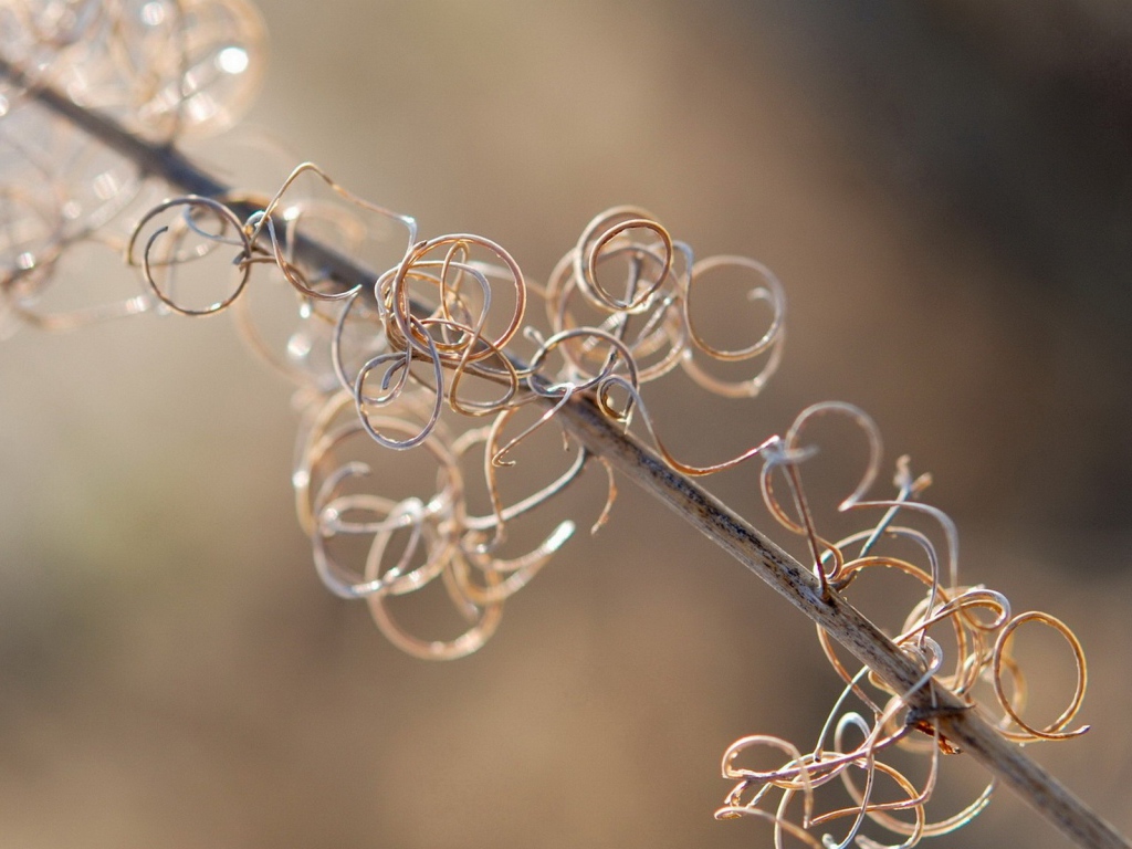 Спирали растения на ветке