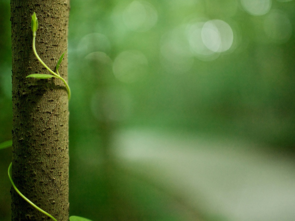 Росток обвивает ствол дерева