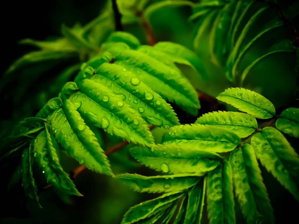 Капли на листьях папоротника