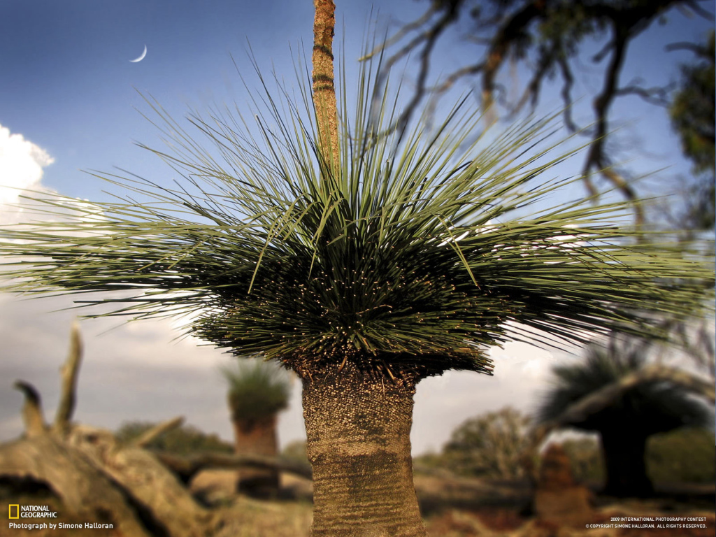 Оригинальные деревья