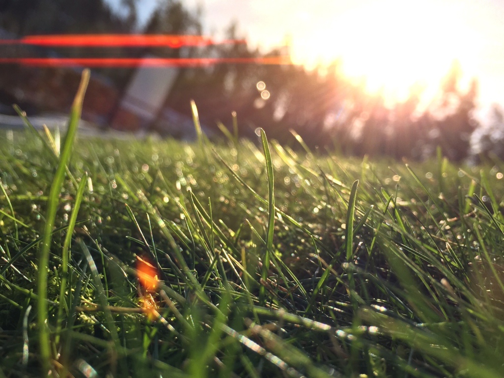 Лучи утреннего солнца на траве