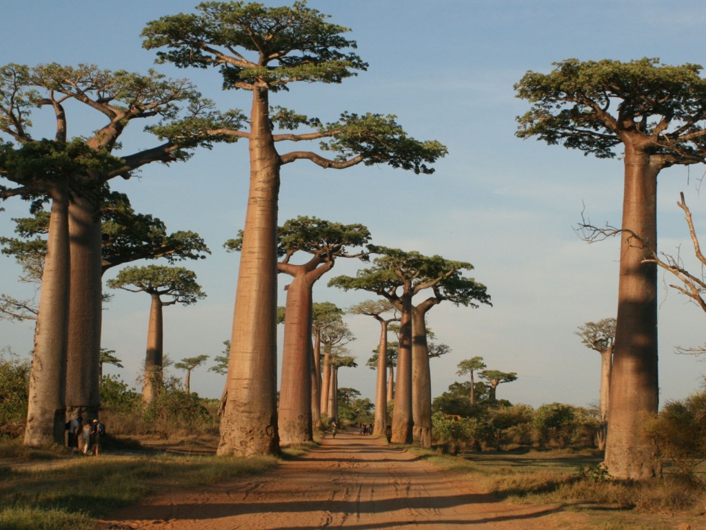 Trees beside the road in Madagascar
