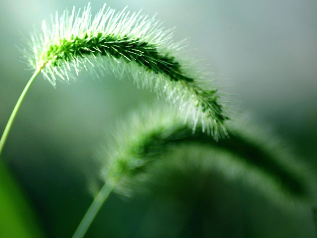 Два колоска дикого растения