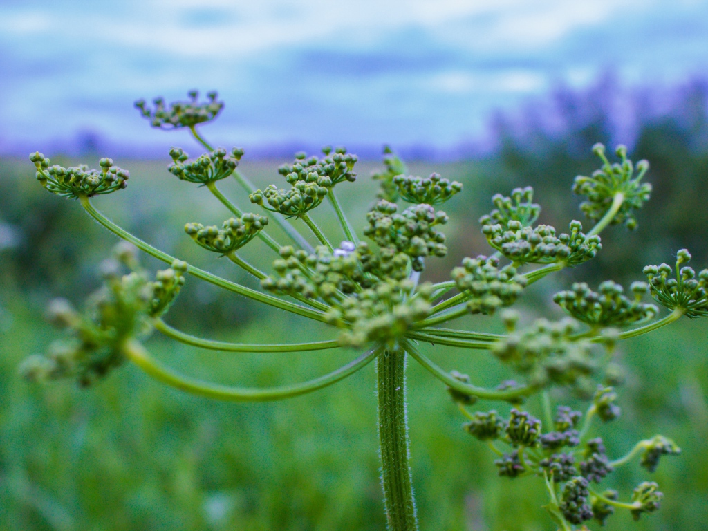 Зонтик зеленого сорняка