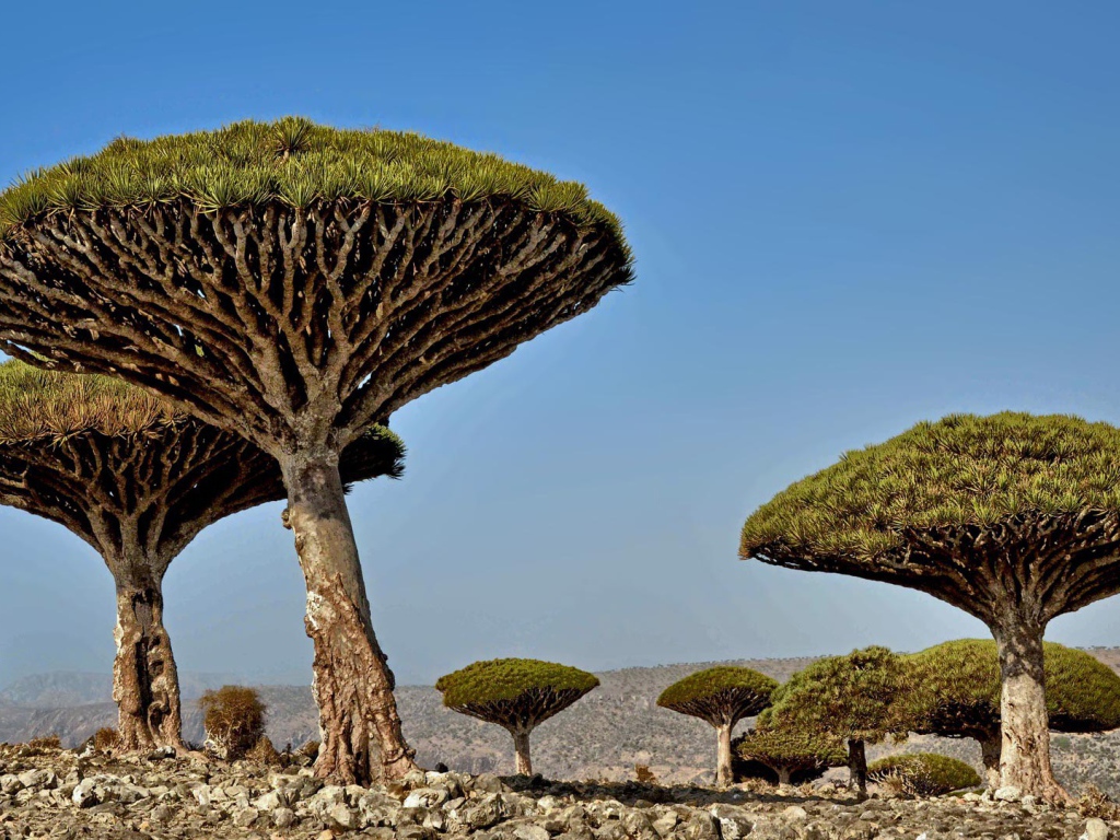 Необычные деревья в Африке