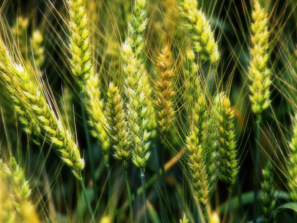 Молодые зеленые колоски пшеницы