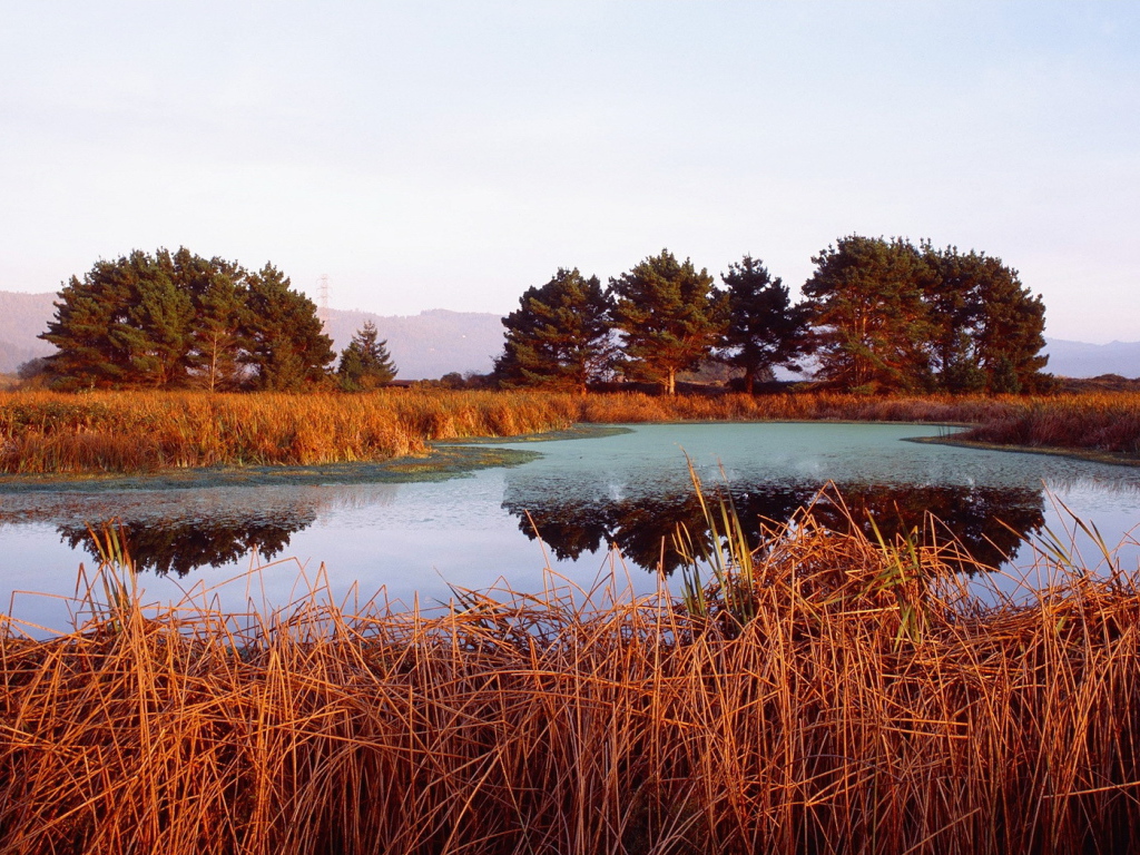 Красная трава на берегу озера