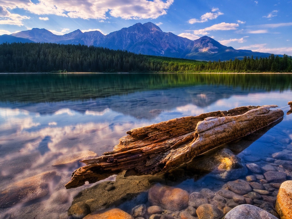 Остатки дерева у берега озера
