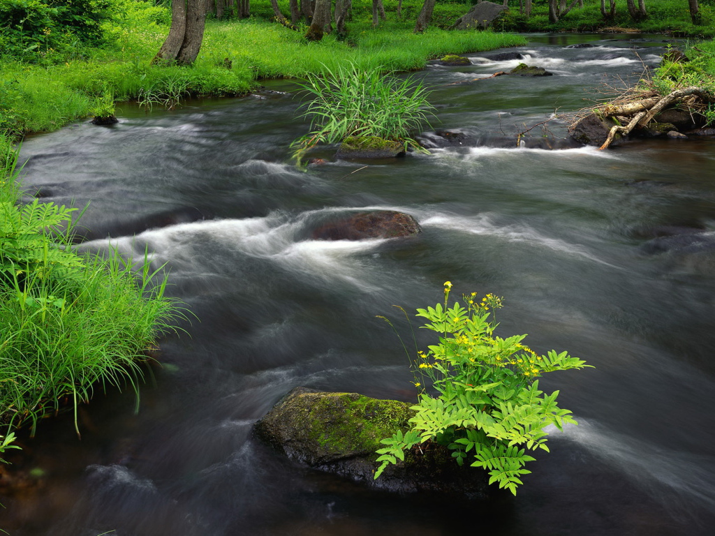 Растительность на берегу реки