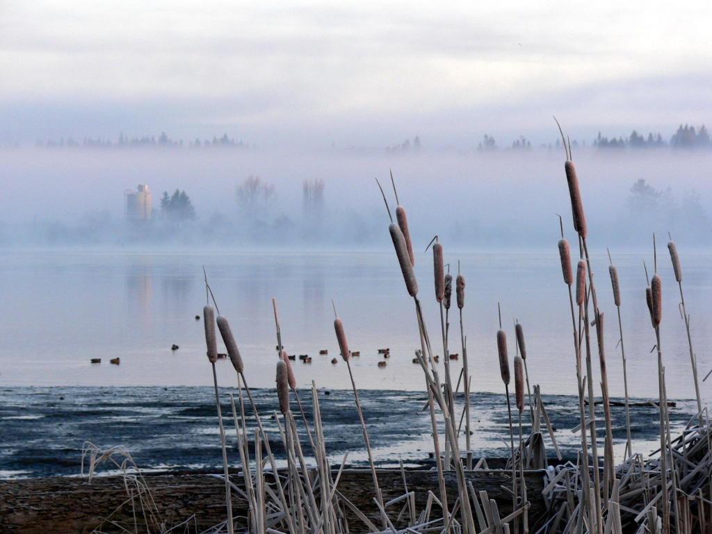 Камыш и туман на озере