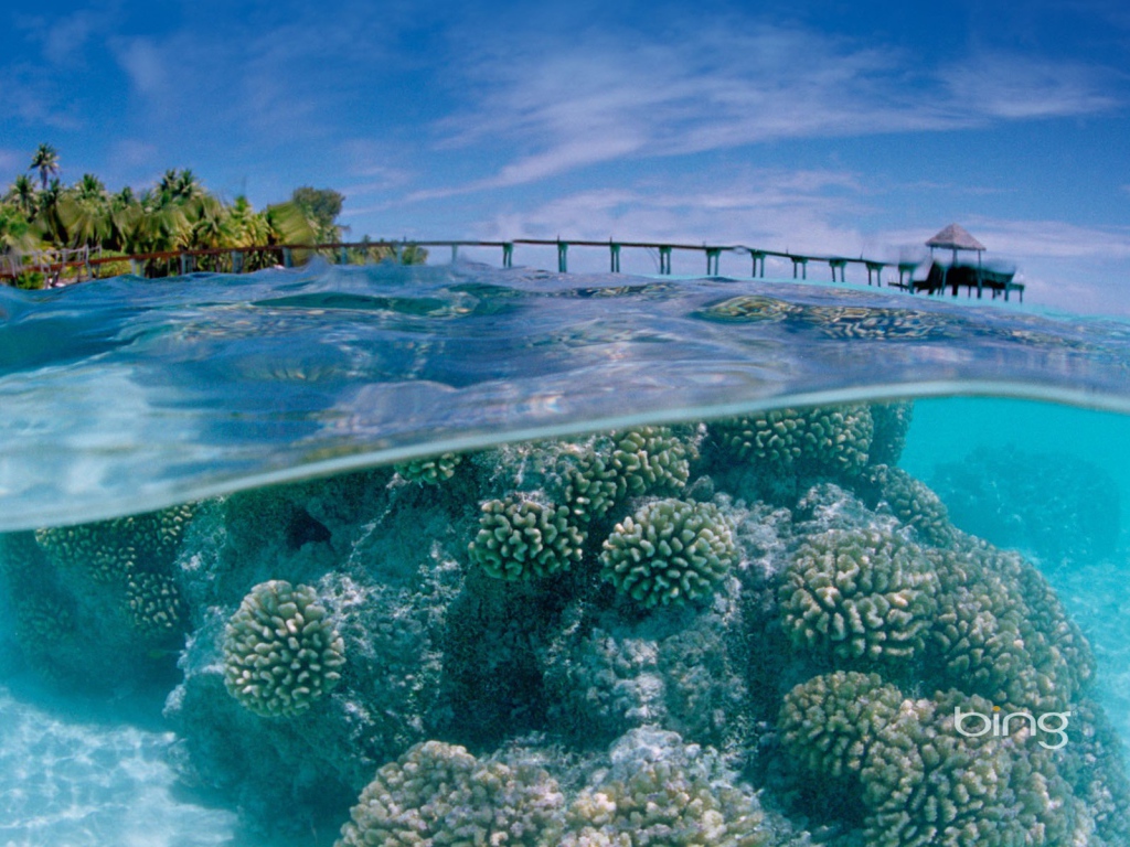 Подводный мир у тропического острова