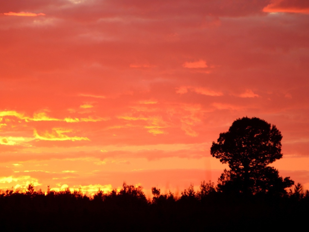 Силуэт дерева на красном фоне заката
