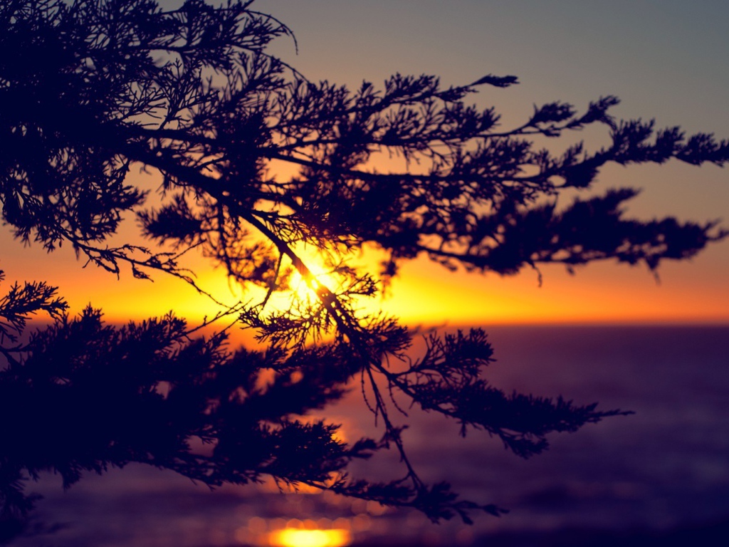 Закат сквозь ветки дерева