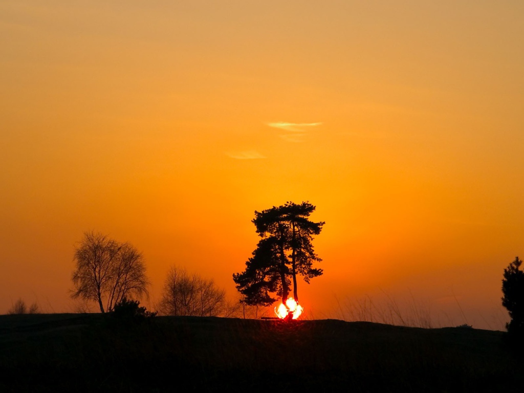 Солнце скрывается за горизонт за деревом