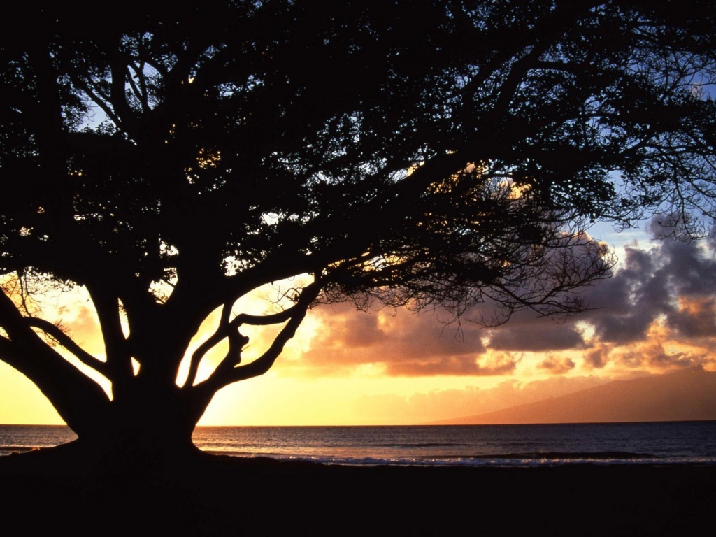 Дерево раскинуло ветви на фоне заката