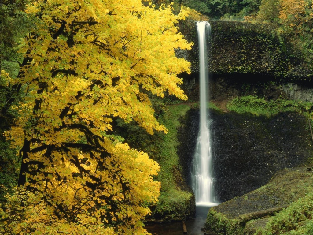 Маленький водопад в лесной чаще