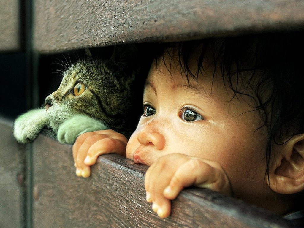 Любознательные кот и малыш