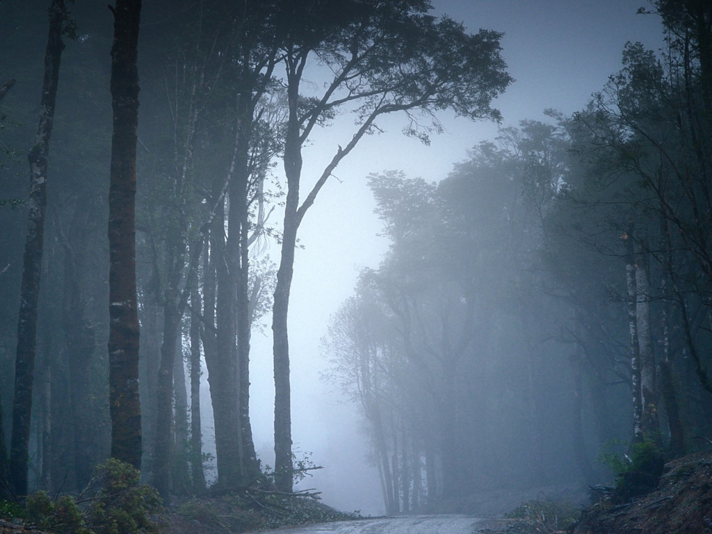 Туманный лес в Чили