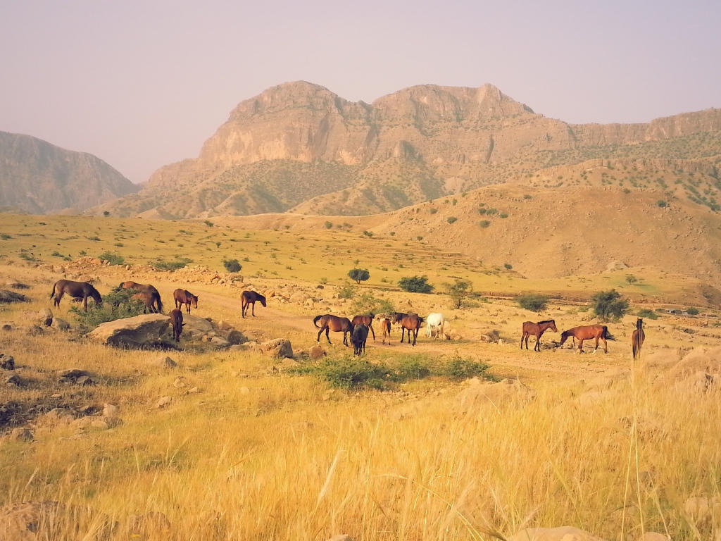 Табун лошадей в горах в Иране