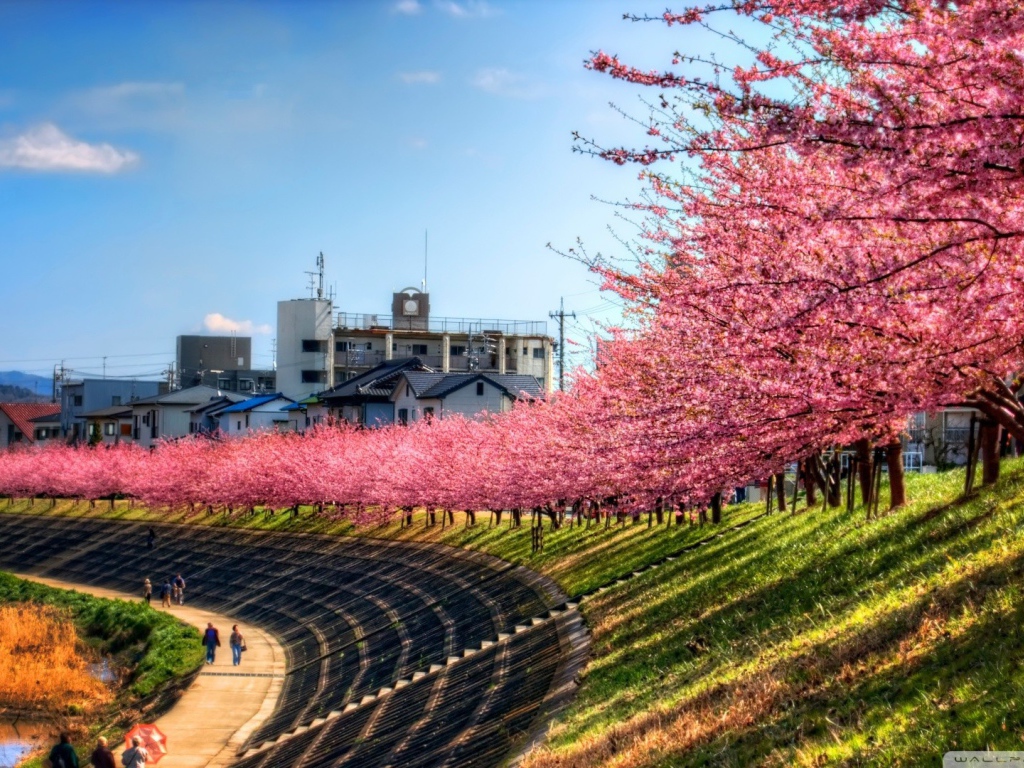 Ряд цветущих вишен над прогулочной дорожкой