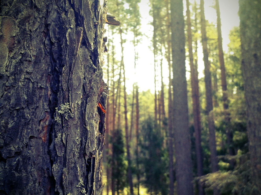 Лес в Мазурии, Польша