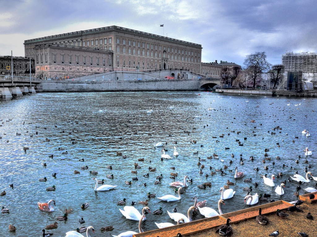 Птицы на реке в городе, Швеция