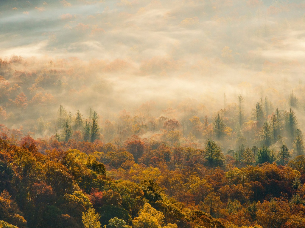 Лес в Северной Каролине