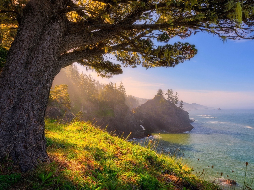 Старое дерево на берегу, Орегон