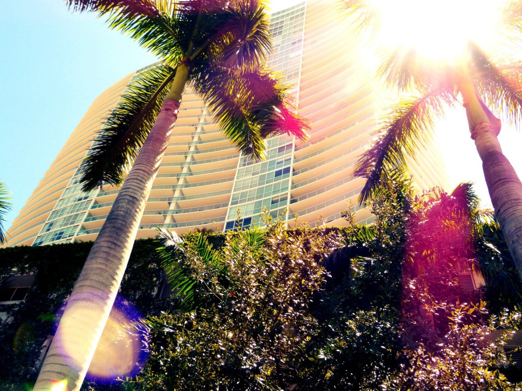 Пальмы в Майами