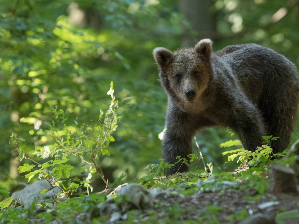 A brown bear walks through the forest