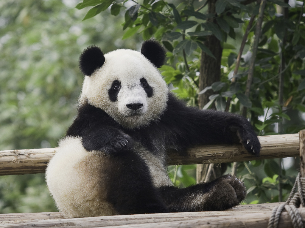Небольшая красивая панда отдыхает 